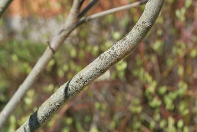 škumpa křížená (4)